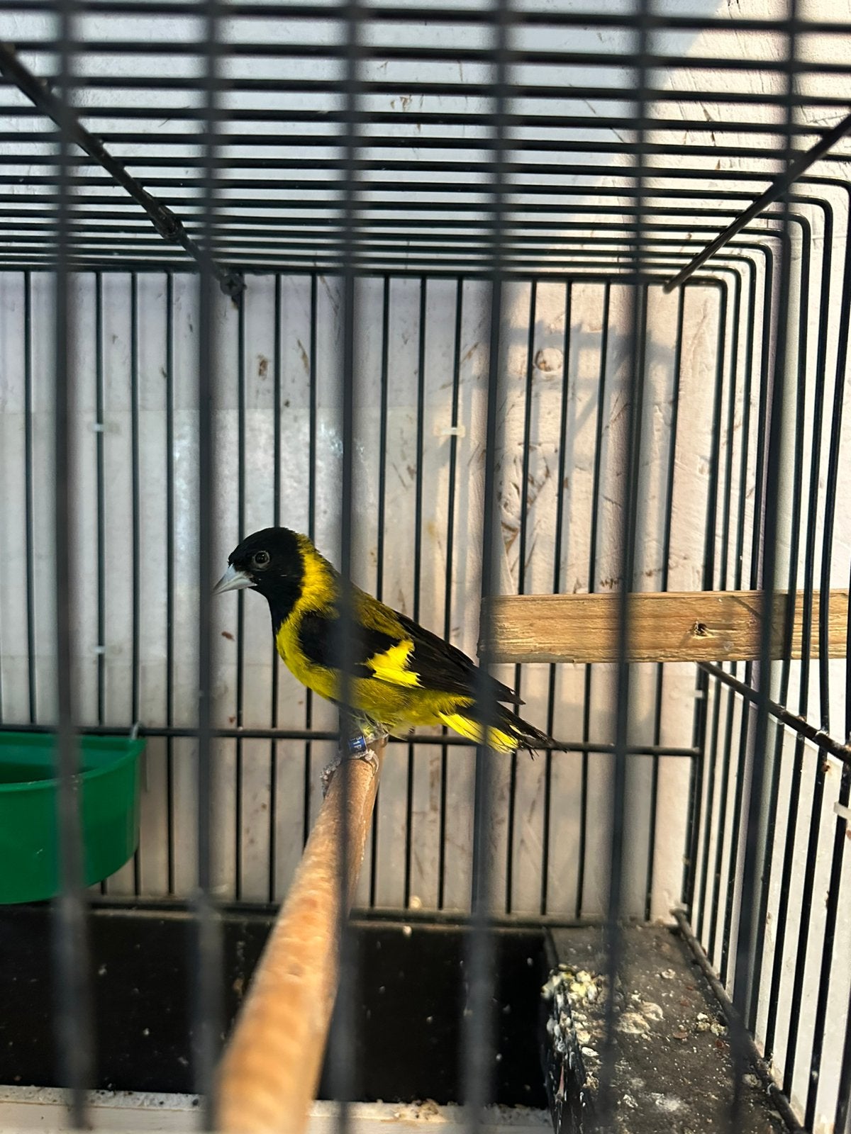 Zwartborst sijs man, Dieren en Toebehoren, Mannelijk, Wildzangvogel, Geringd