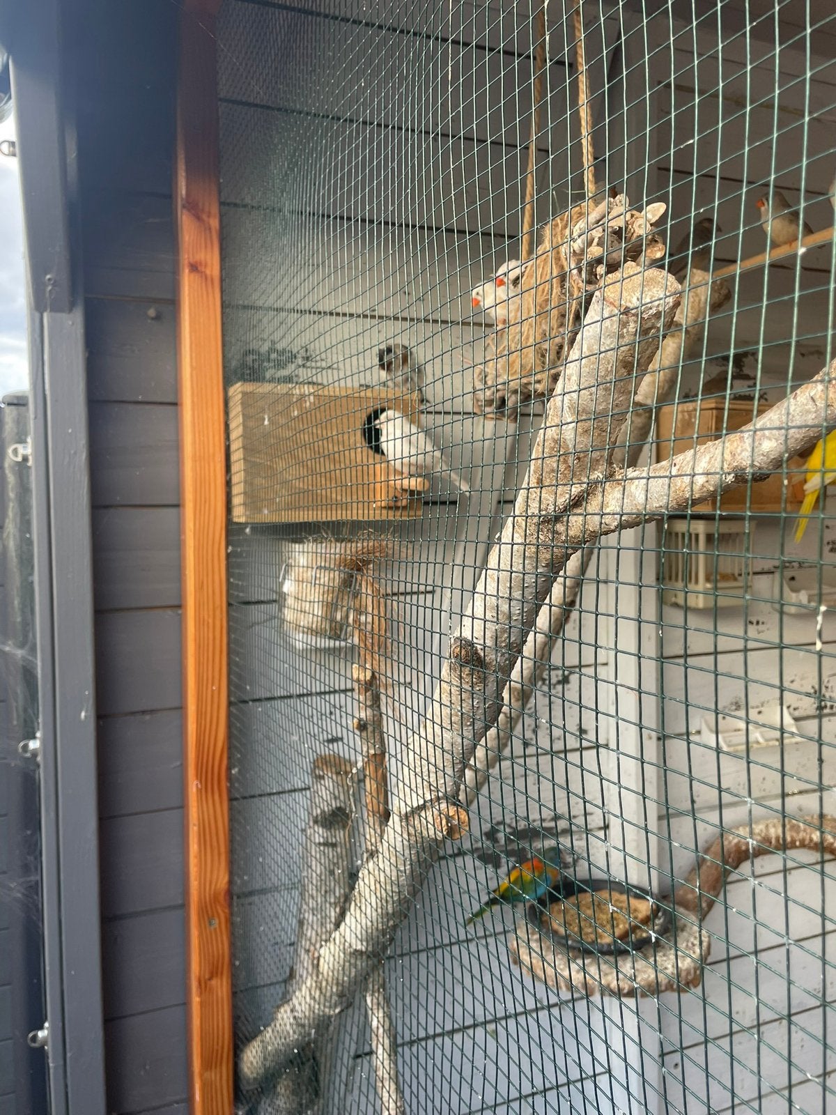 Witte kanaries 2025/2026, Meerdere dieren, Kleurkanarie