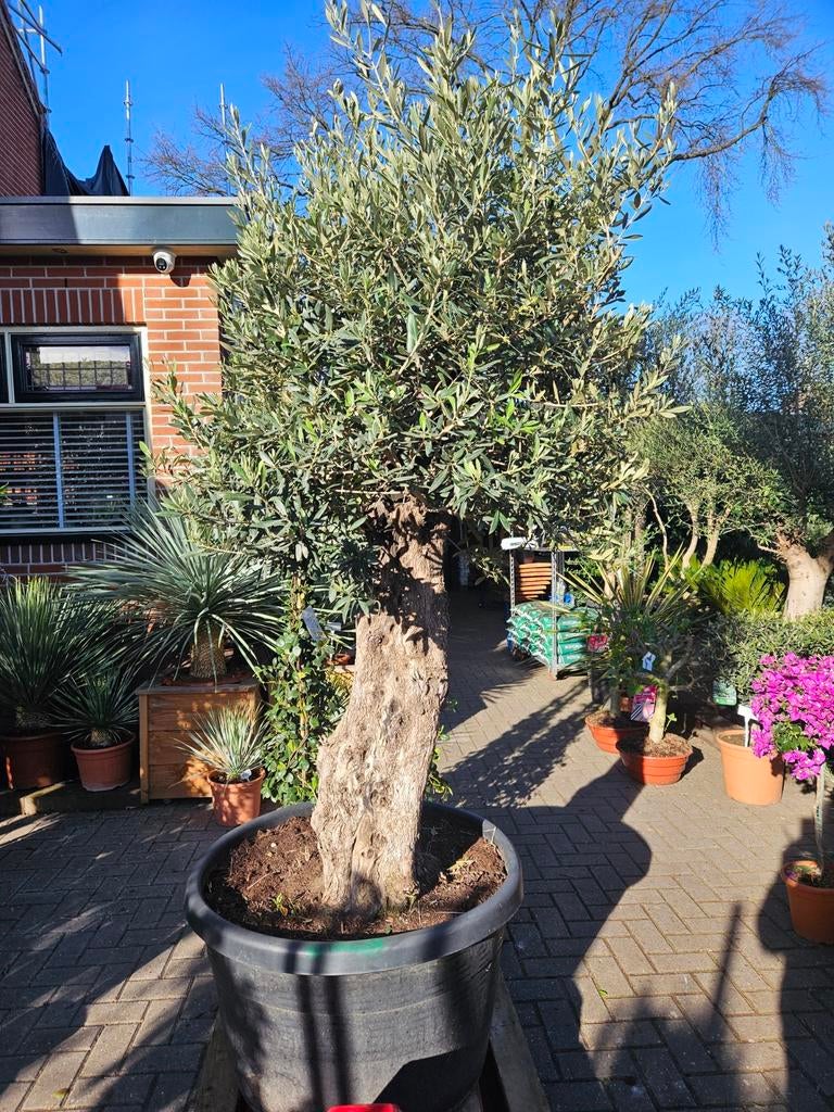 Grote dikke (100cm+ stam) olijfbomen, Volle zon, Ophalen of Verzenden, 100 tot 250 cm, Olijfboom