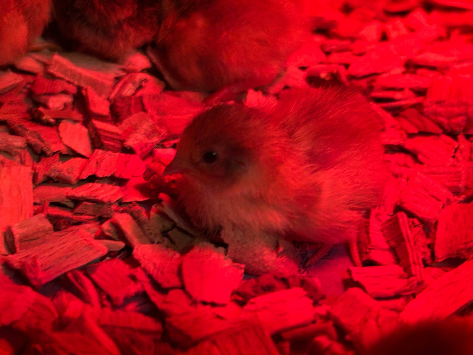Chinese dwergkwartel kuikens, Dieren en Toebehoren, Geslacht onbekend