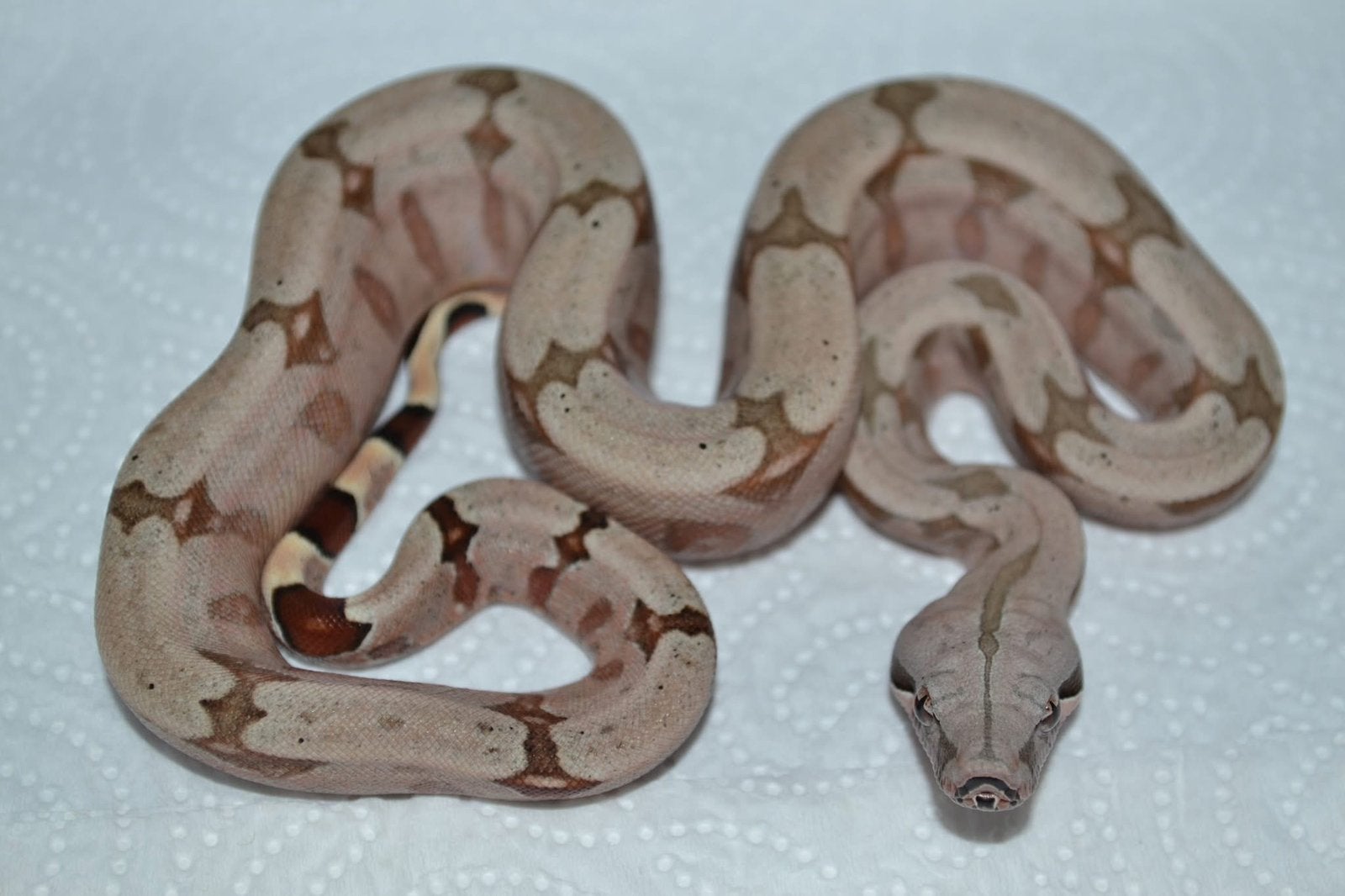Boa constrictor amarali Boa Constrictor photo 3