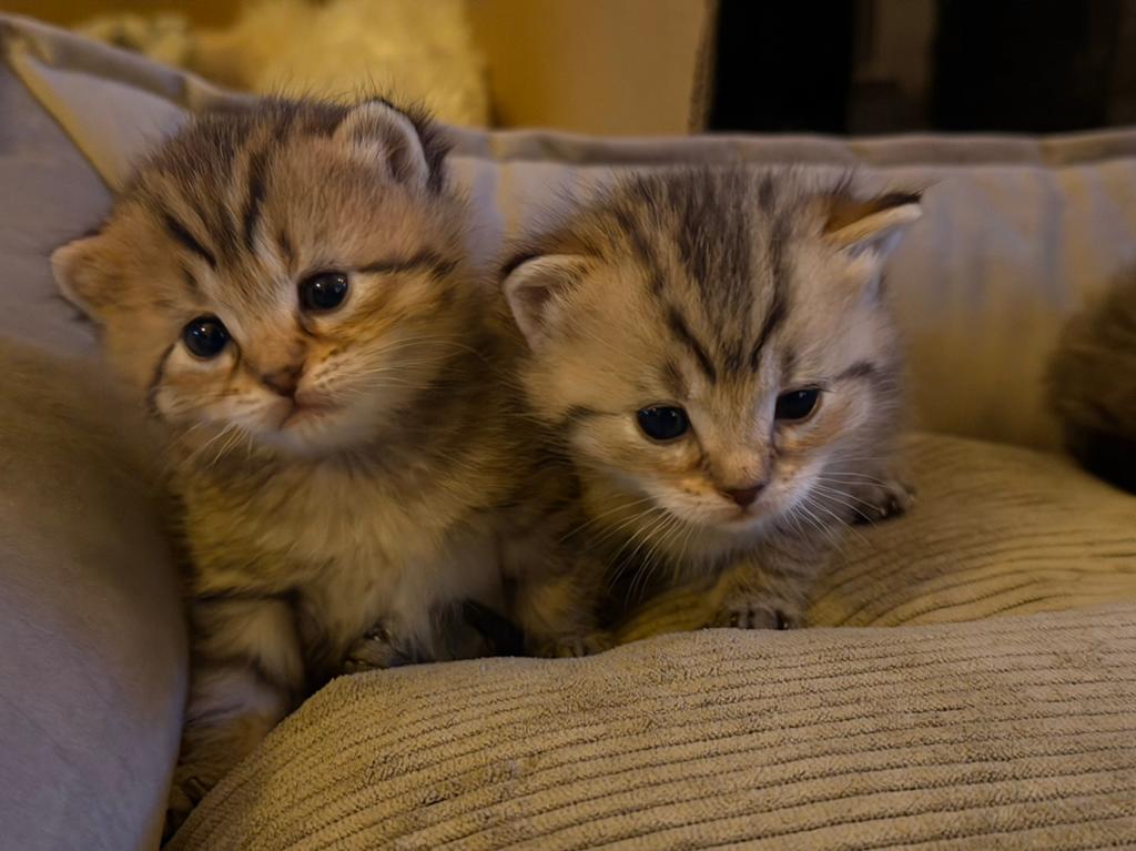 BritseLanghaar // Britsekorthaar kittens, Dieren en Toebehoren, Katten en Kittens | Overige Katten, Kater
