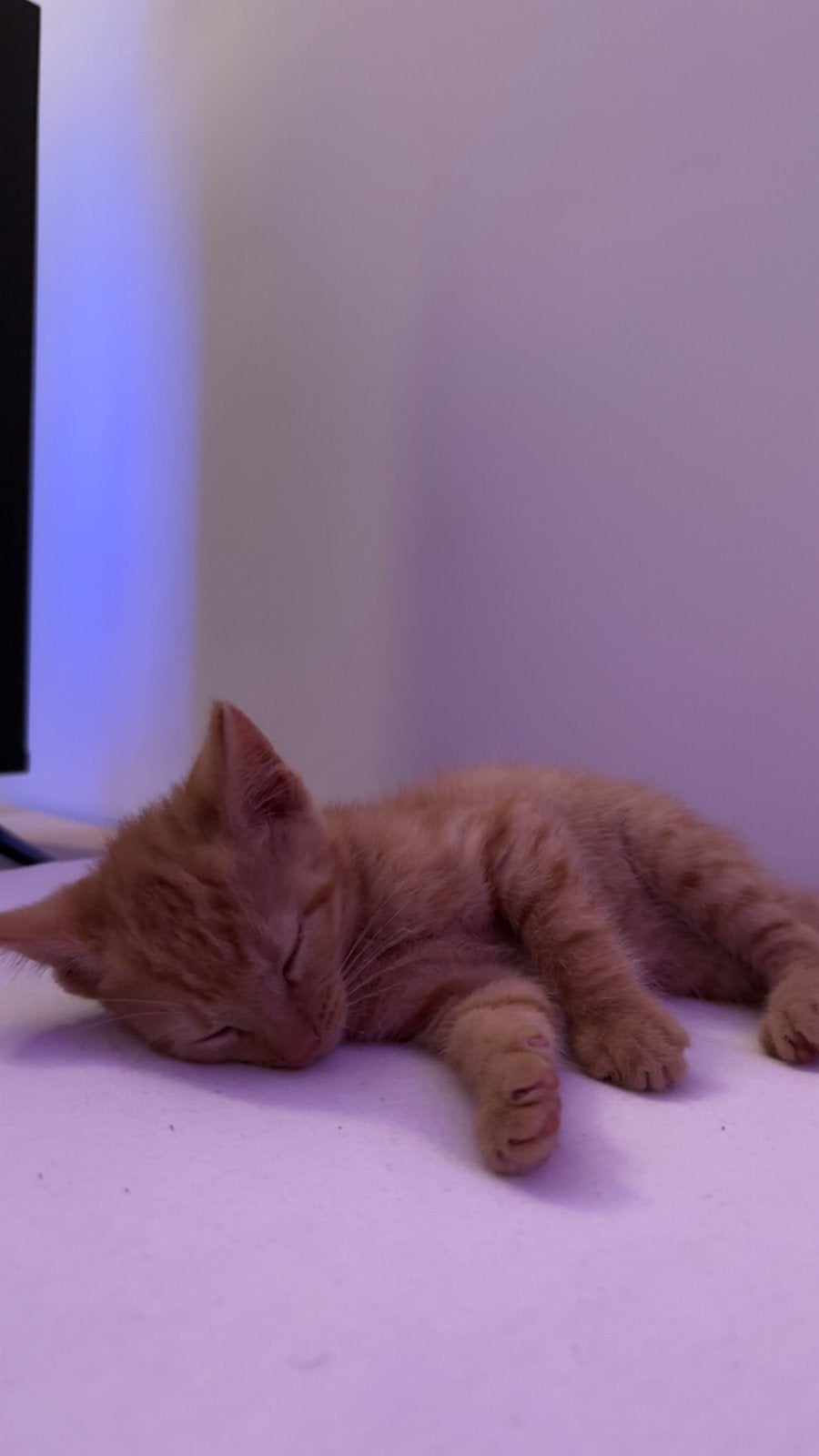 Kitten, Poes