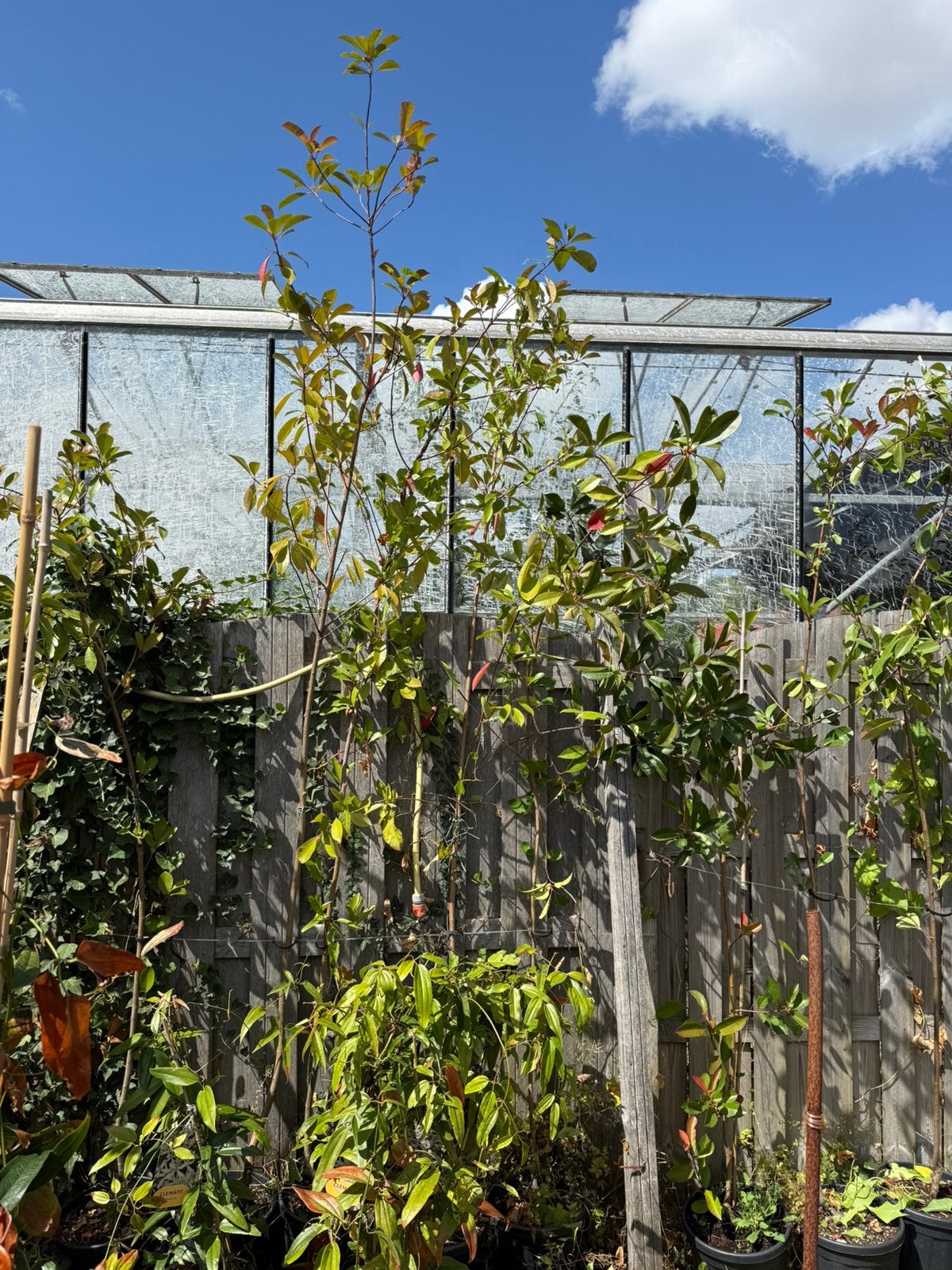 Extra aanbieding photunia red robin pst 19,50 potgekweekt, Tuin en Terras, Planten | Bomen, Overige soorten, Lente, 250 tot 400 cm