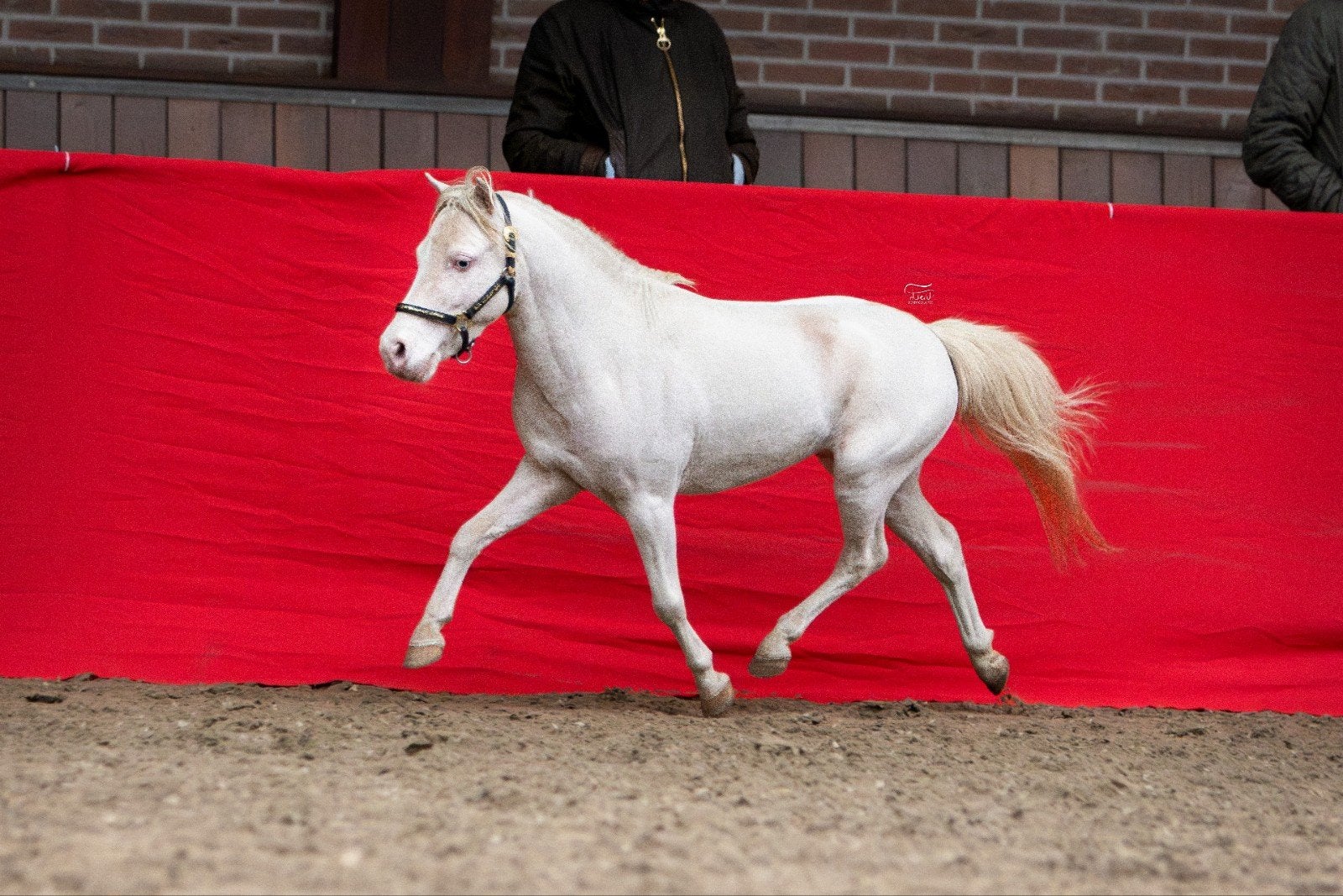 Gekeurde NMPRS hengsten CHAMPAGNE, OVERO +2 Hengstveulens, Hengst, A pony (tot 1.17m), Met stamboom, 3 tot 6 jaar