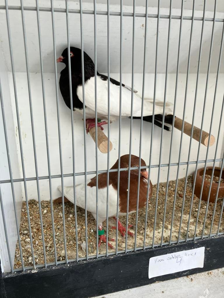 Koppel eksterduiven, Dieren en Toebehoren, Vogels | Duiven, Meerdere dieren, Overige soorten