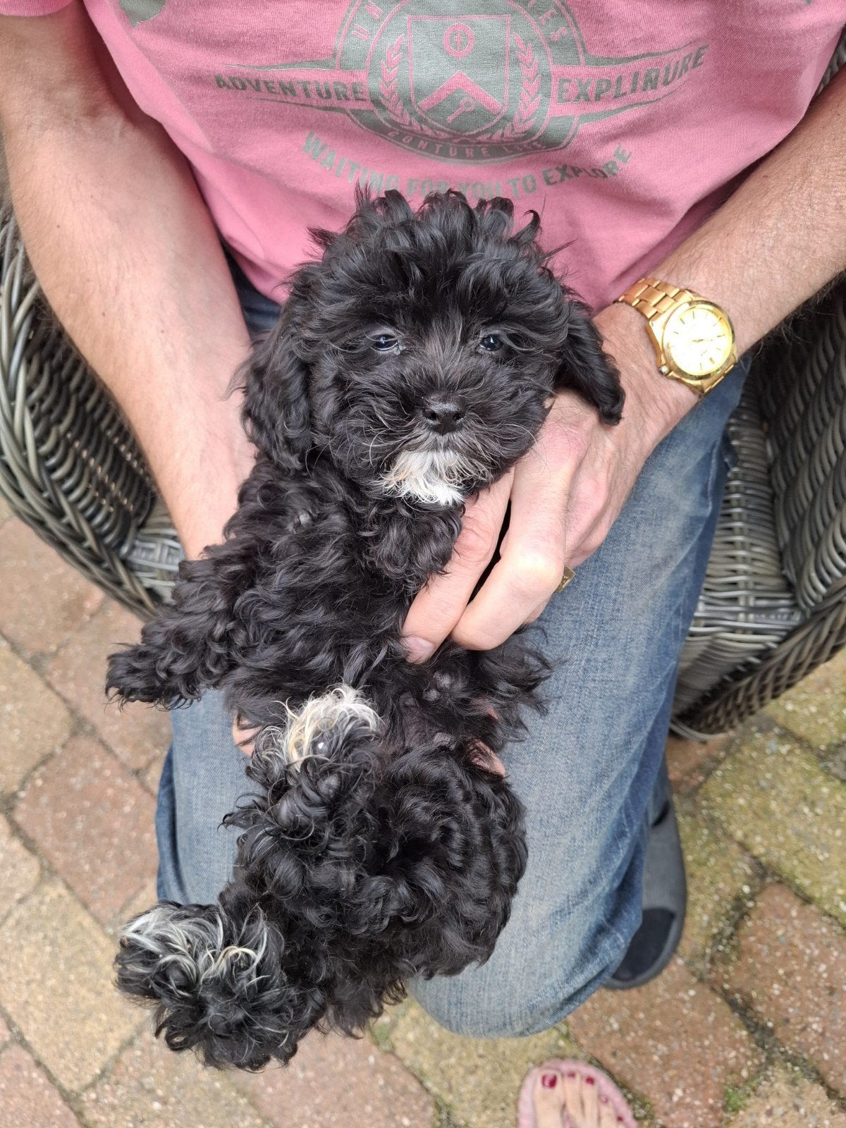 Maltipoo/Boompoo pups 3 teefjes, Overige rassen, 8 tot 15 weken, Teef, Parvo