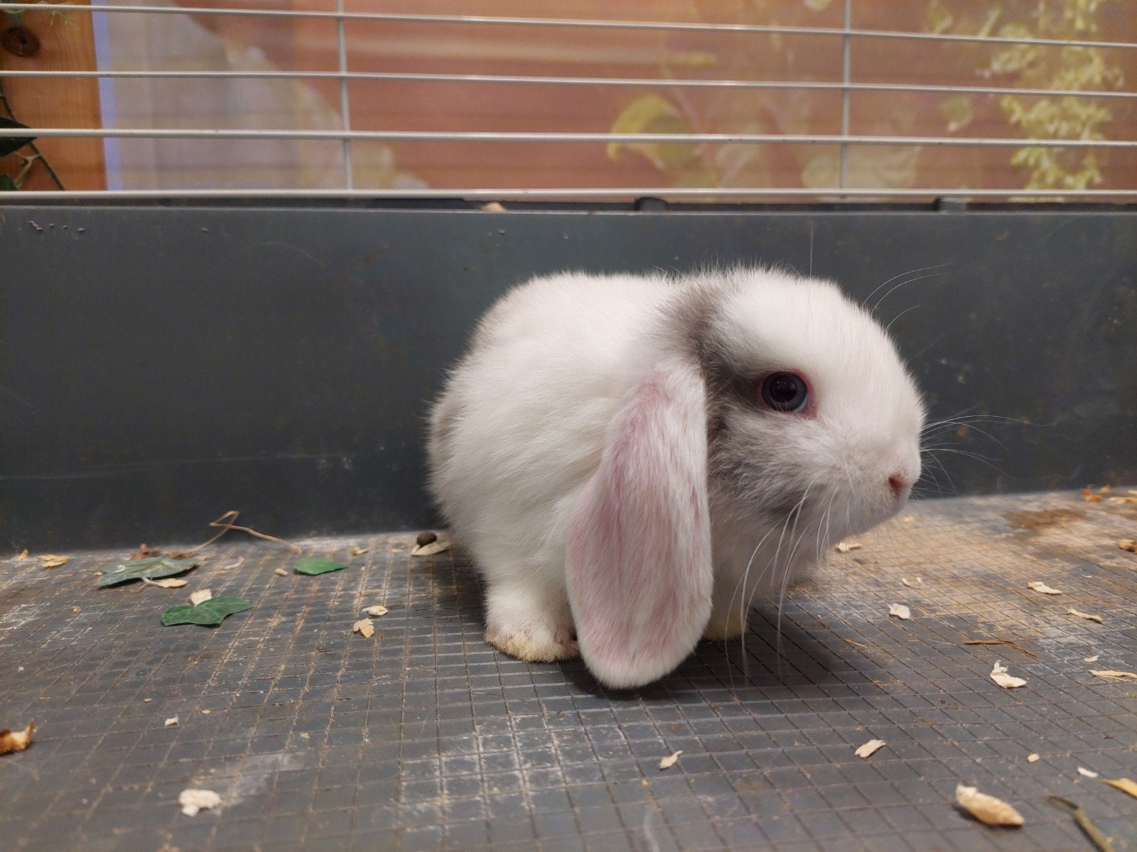Jonge Nederlandse hangoor dwerg, Dieren en Toebehoren, Konijnen, Mannelijk, Dwerg, Hangoor, 0 tot 2 jaar