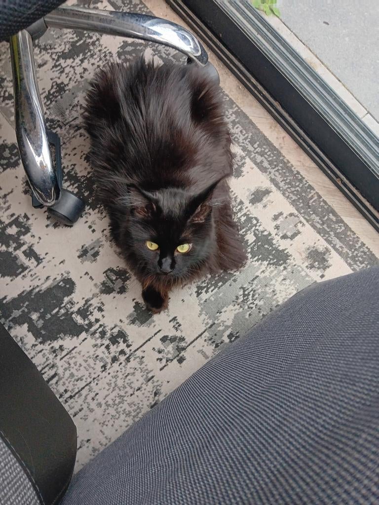 Smokey zwart bruin, Ophalen of Verzenden