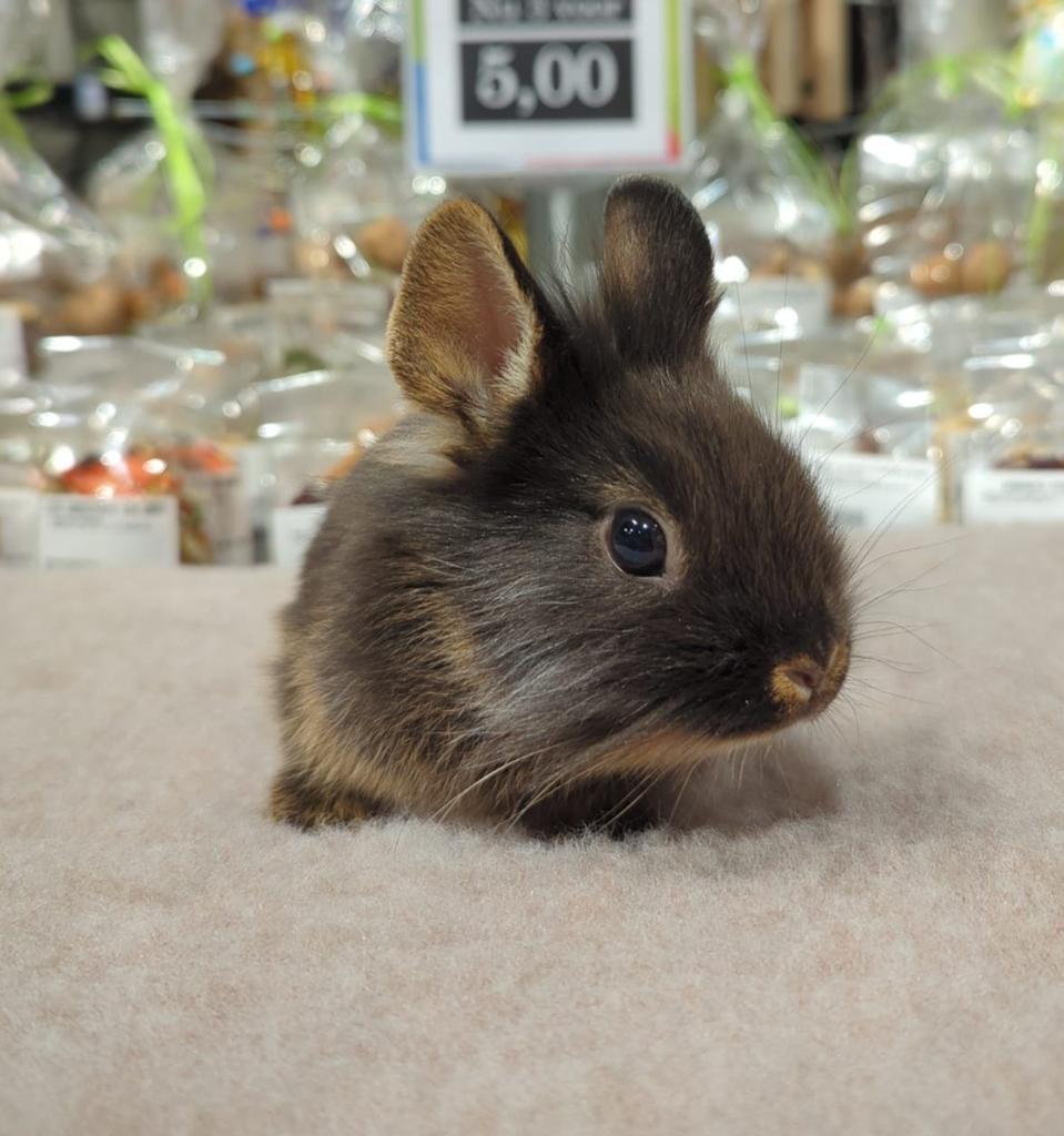 Konijntjes super lief en echt super tam., Dieren en Toebehoren, Konijnen, Meerdere dieren, Dwerg
