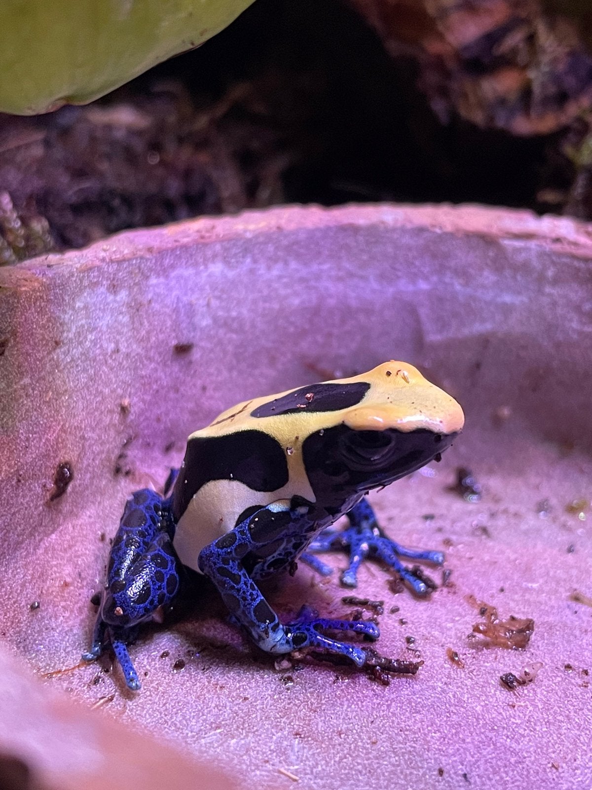 Gifkikkers Frog photo 2