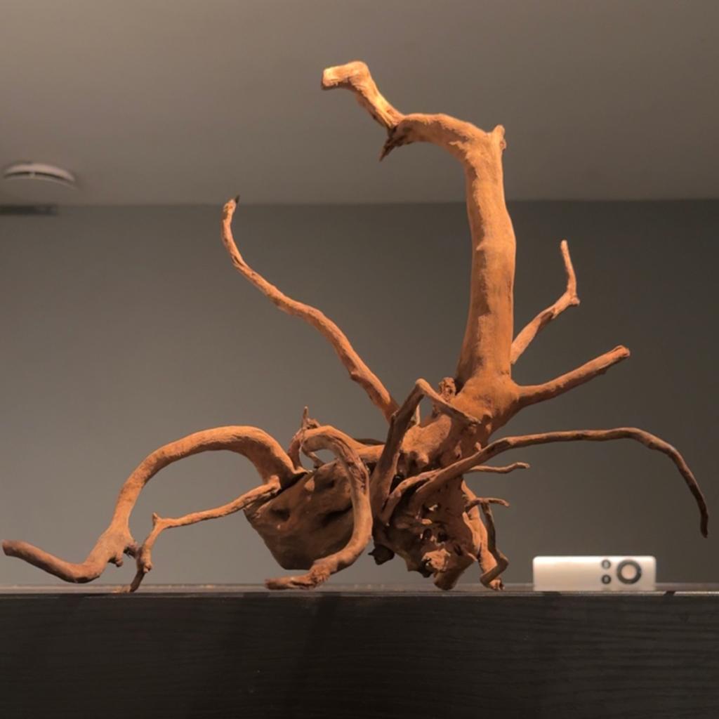 Uniek stuk Spiderwood / Driftwood / Kienhout, Hout Decoratie, Dieren en Toebehoren, Ophalen of Verzenden, Zo goed als nieuw, Plant(en), Steen of Hout