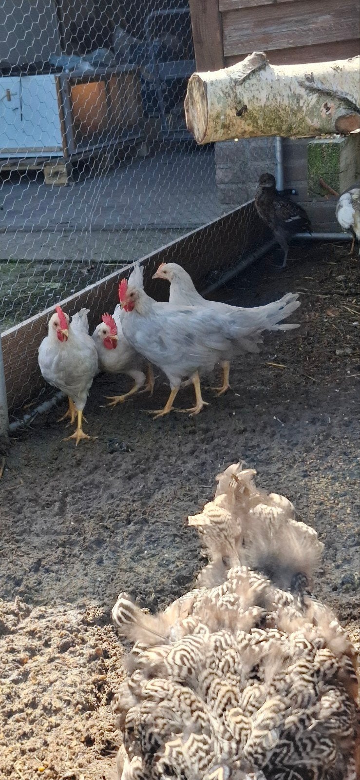 leghorn isabel patrijs haan en hen, Dieren en Toebehoren, Pluimvee, Meerdere dieren, Kip