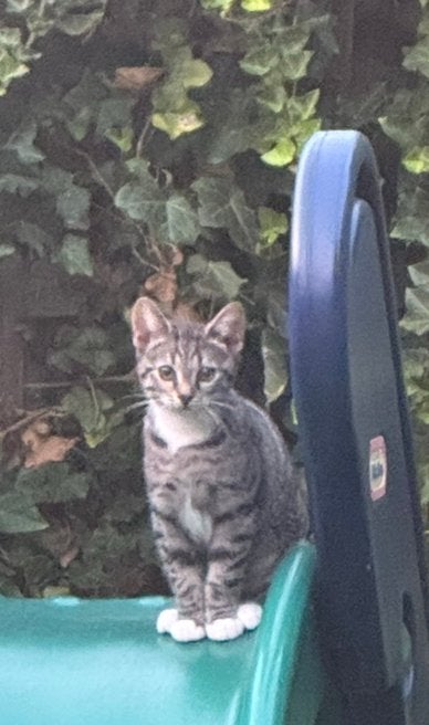 Kitten vrouwtje gratis incl spullen, Poes