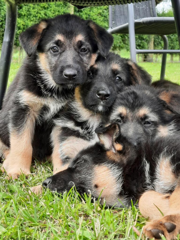 Duitse herder pups, Dieren en Toebehoren, Honden | Herdershonden en Veedrijvers, 8 tot 15 weken, Meerdere, Meerdere dieren, Herder