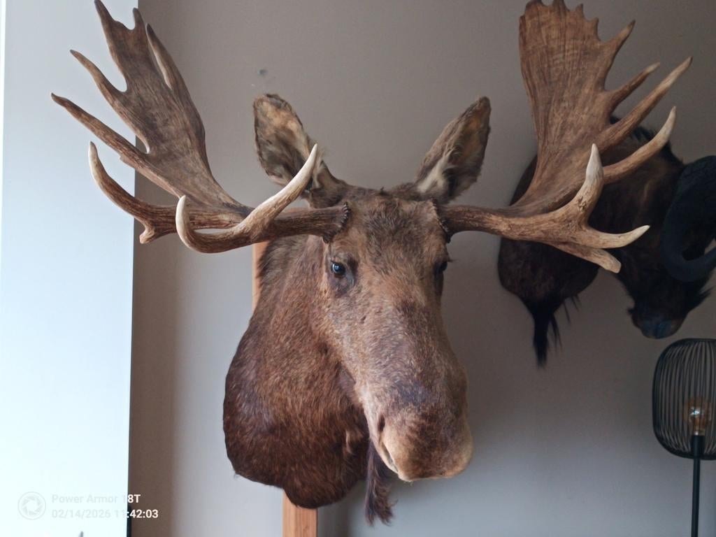Te koop,:  XXL Alaska Eland, Verzamelen, Ophalen, Gebruikt, Hert, Gewei of Kop