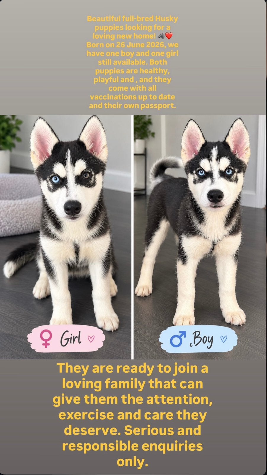 Full bred siberian husky pups, Nederland, 8 tot 15 weken, Meerdere, Meerdere dieren