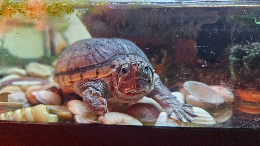 Waterschildpad inclusief aquarium, Dieren en Toebehoren, Schildpad, Met terrarium, 0 tot 2 jaar