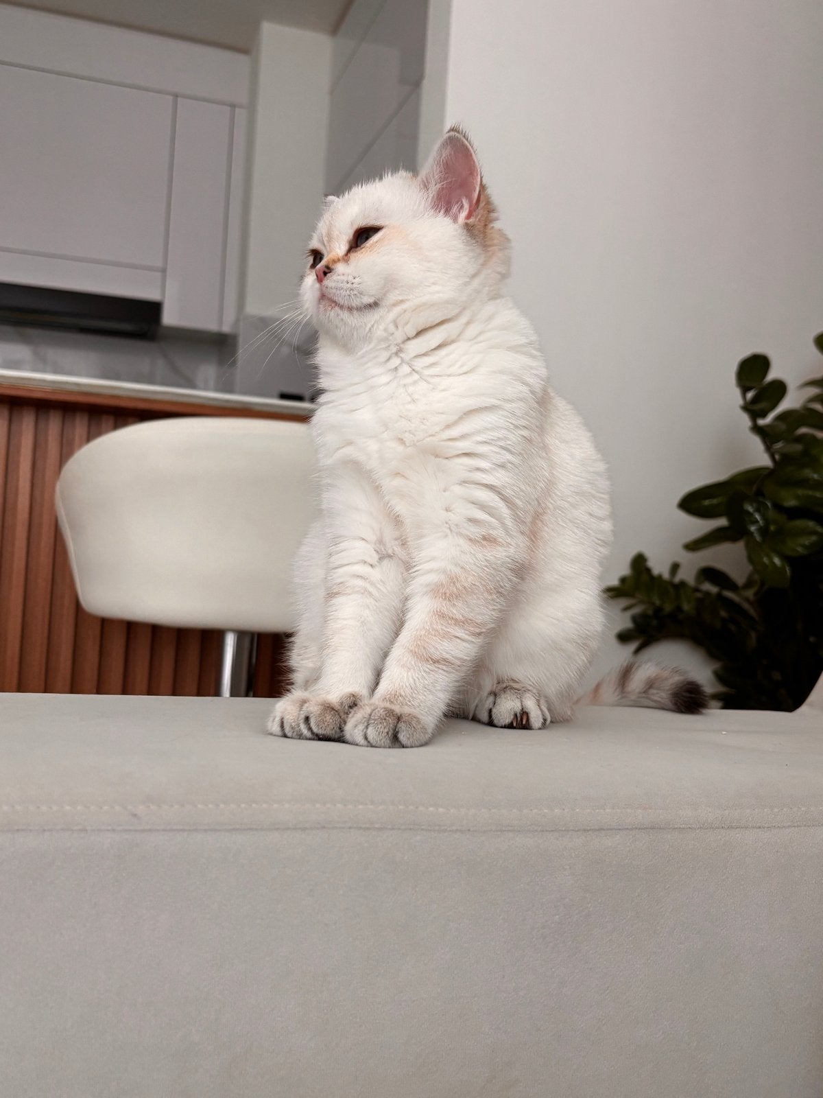 British shorthair van 1 jaar oud, Dieren en Toebehoren, Poes