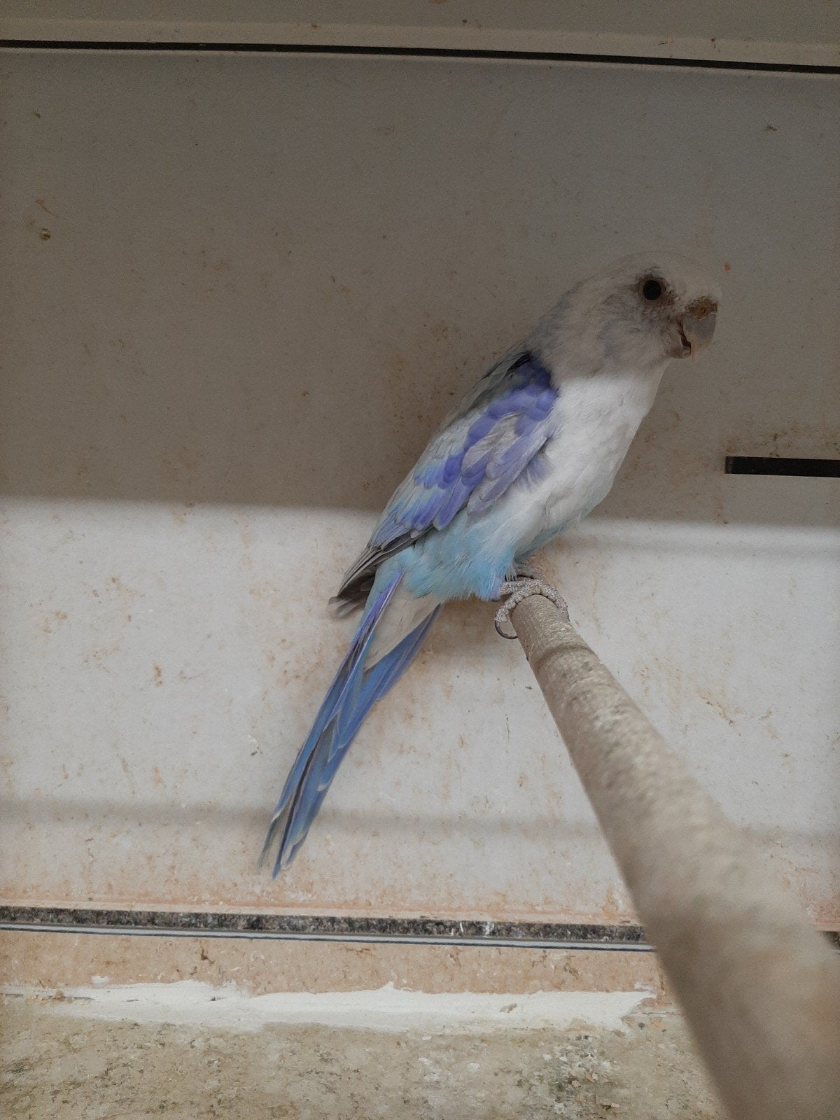 rosella blauwserie, Meerdere dieren, Parkiet, Geringd