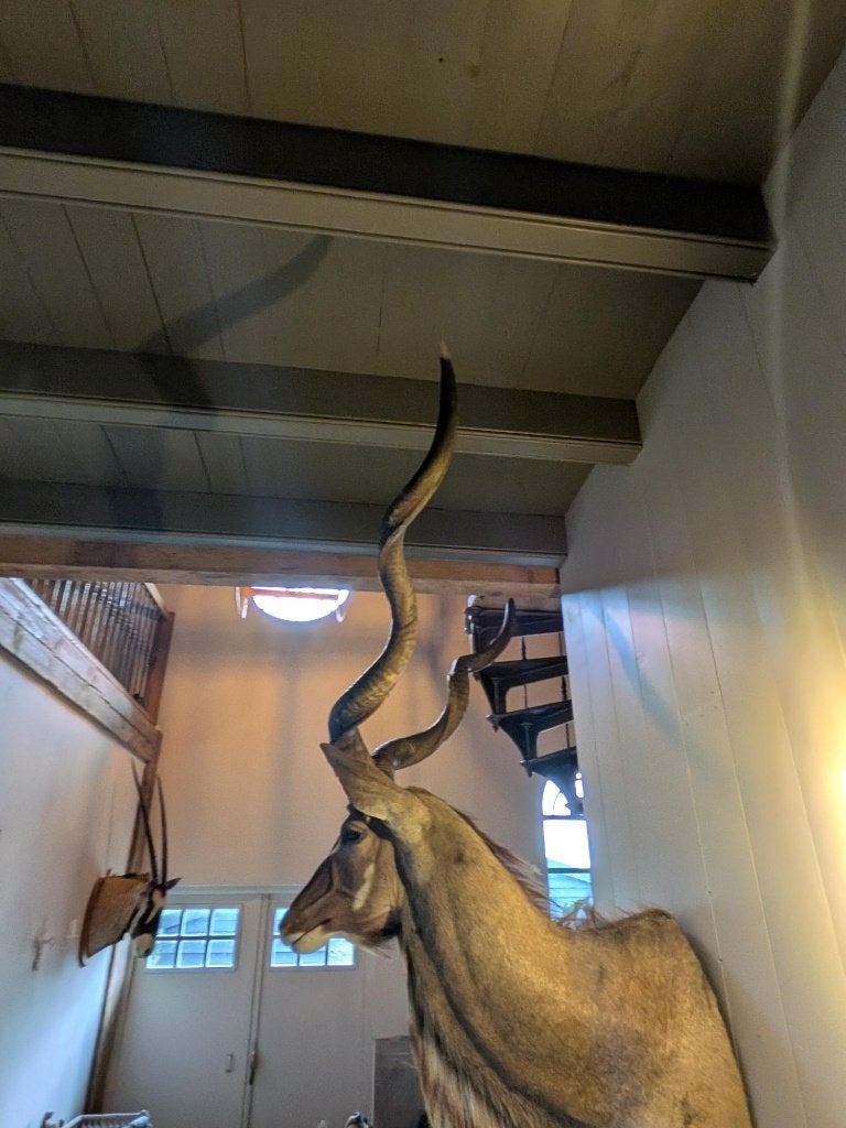 XXL Grote Kudu Kop met Prachtige Horens - Opgezet Dier, Verzamelen, Ophalen, Zo goed als nieuw, Wild dier, Gewei of Kop