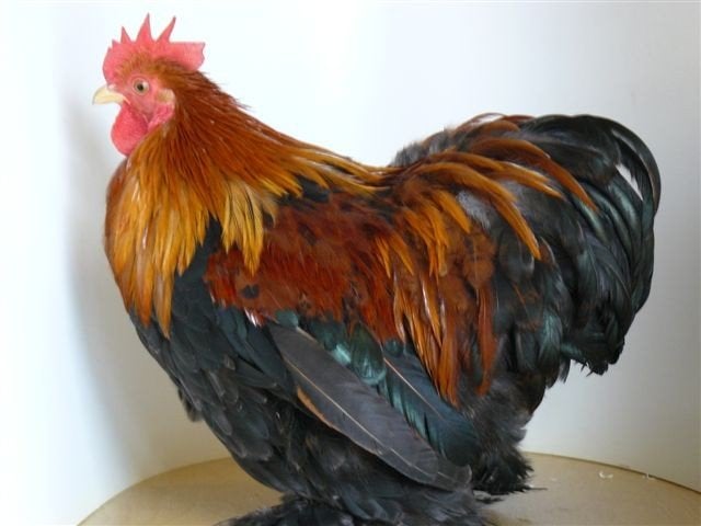 cochins, Mannelijk, Kip