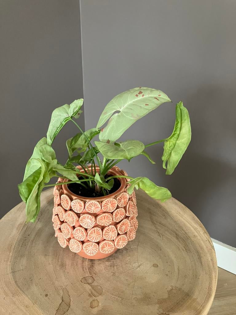 Syngonium milk confetti, Ophalen, Overige soorten, Halfschaduw, In pot