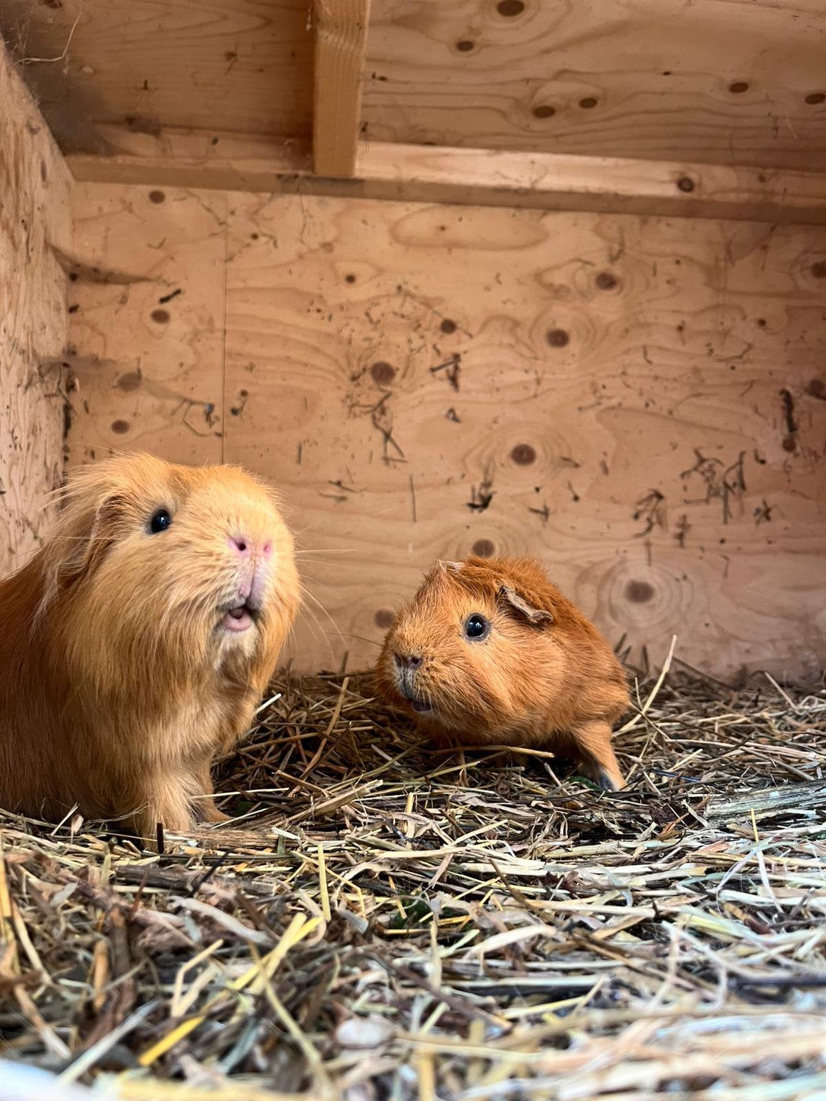 Lief gecastreerd beertje, Cavia, Mannelijk, Tam, September