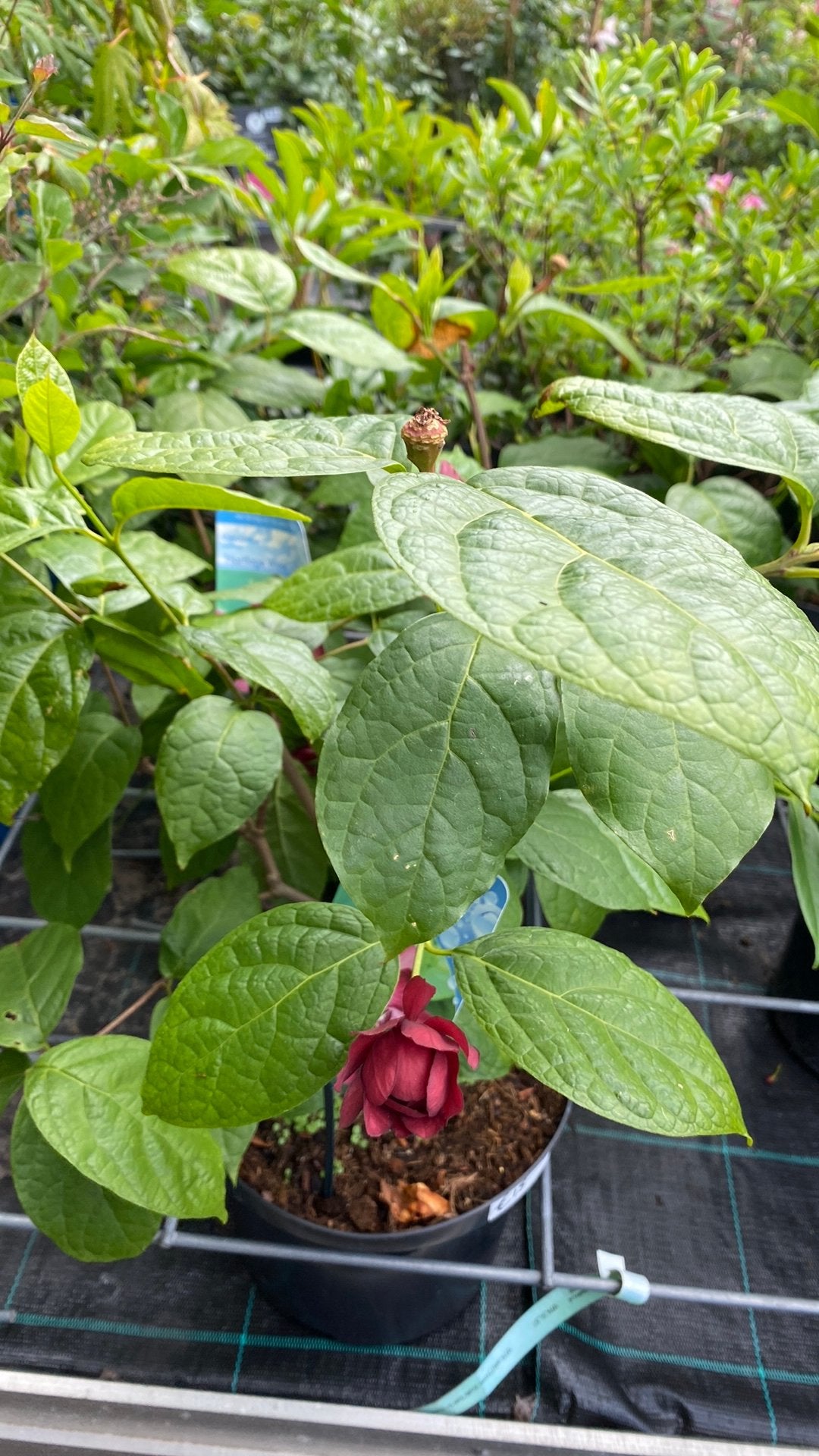 Calycanthus 'Hartlage Wine' - Unieke Wijnrode Bloemen, Tuin en Terras, Planten | Tuinplanten, Vaste plant, Halfschaduw, Zomer