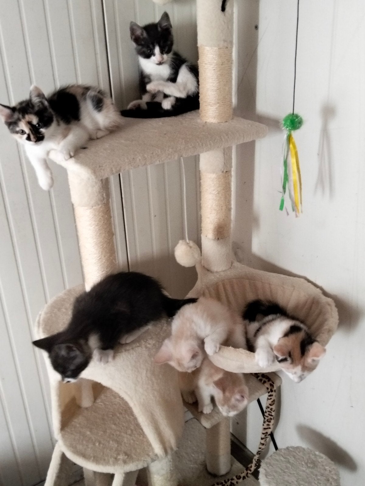 halve Maine Coon kittens, Meerdere dieren