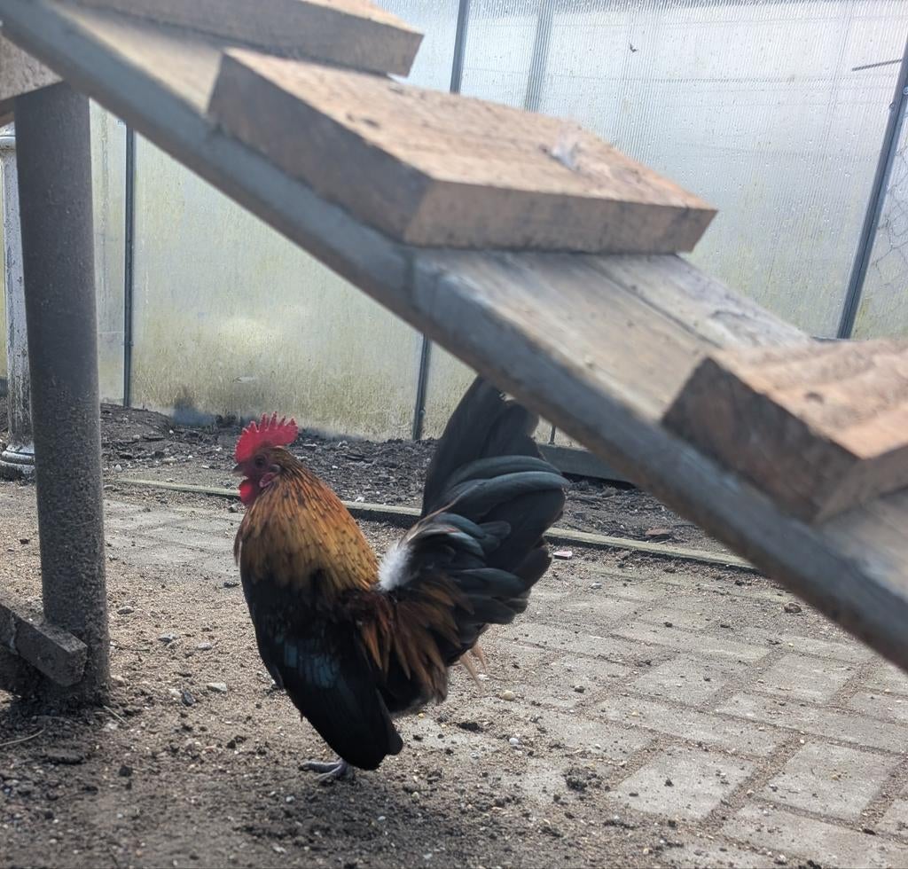 Serama haan gratis, Dieren en Toebehoren, Mannelijk, Kip
