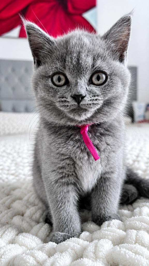 Lieve grijze kitten te koop, gevaccineerd, Dieren en Toebehoren, Katten en Kittens | Raskatten | Korthaar, Poes, Ontwormd