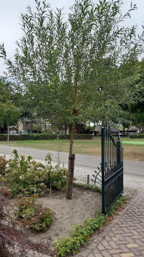 knotwilg, Tuin en Terras, Planten | Bomen, Ophalen, Volle zon, Overige soorten, 100 tot 250 cm