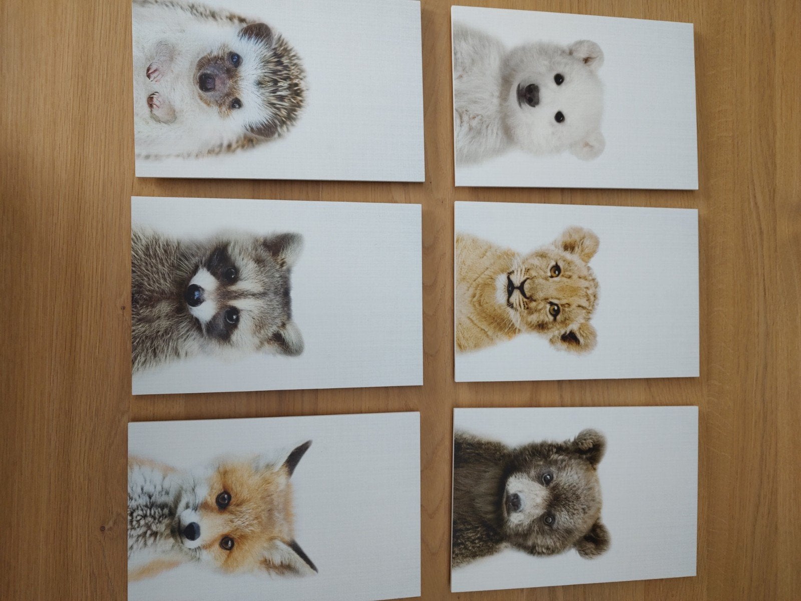 Leuke forex prenten van baby dieren, Minder dan 50 cm, Ophalen of Verzenden, Zo goed als nieuw, Schilderij