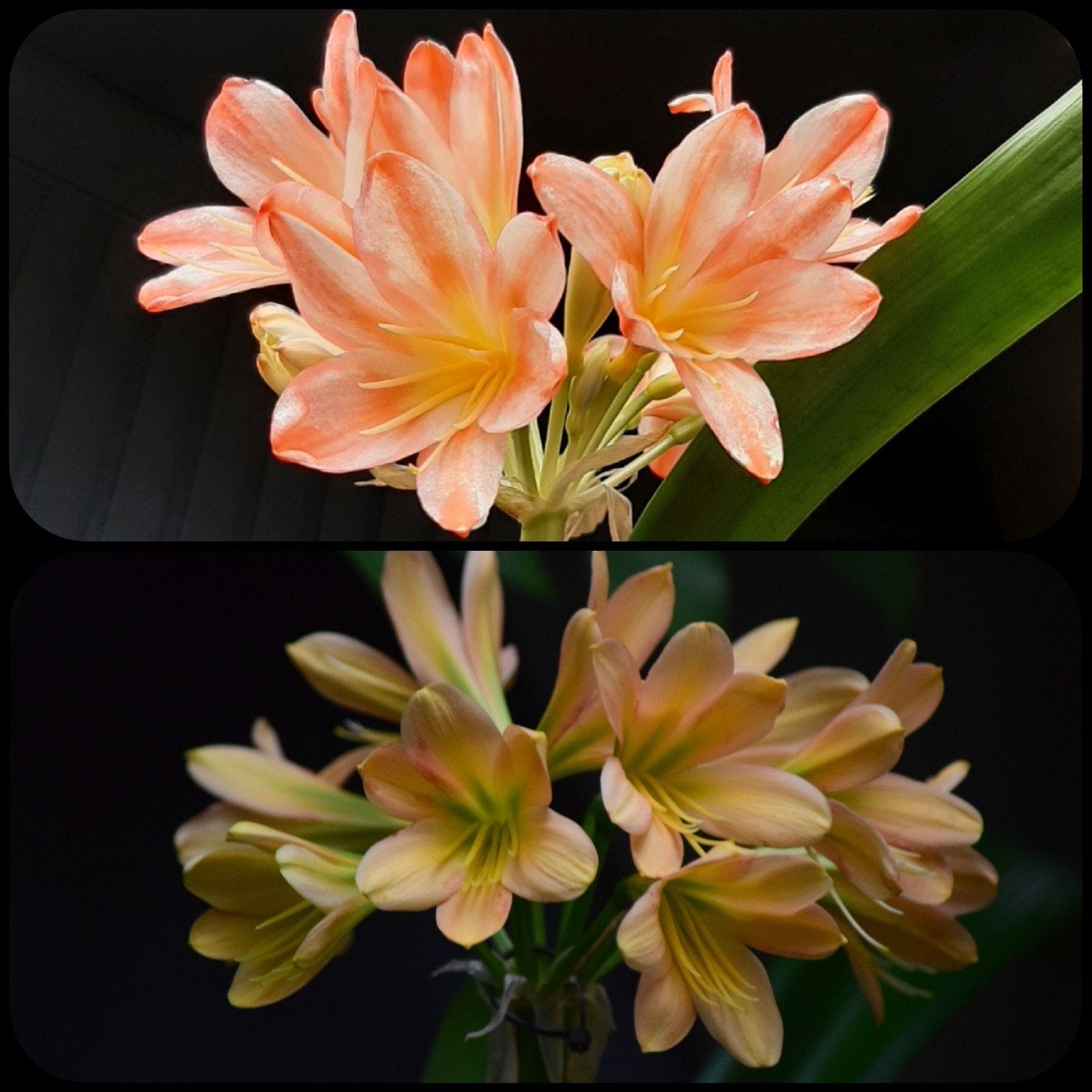 Clivia kruising zaailing White Lips Blush x Euro Peach green, Huis en Inrichting, Kamerplanten, Bloeiende kamerplant, Ophalen of Verzenden