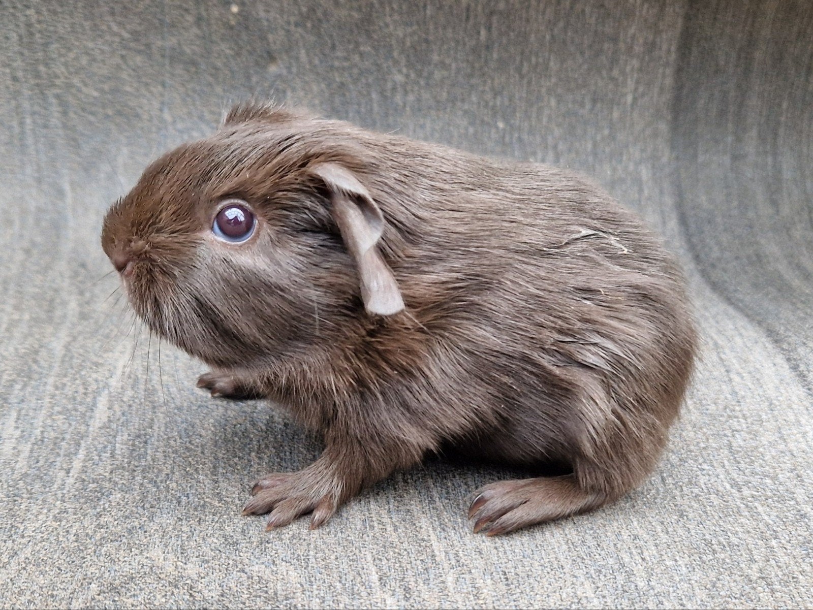 cavia gladhaar beertje 2, Dieren en Toebehoren, Juli, Mannelijk, Cavia