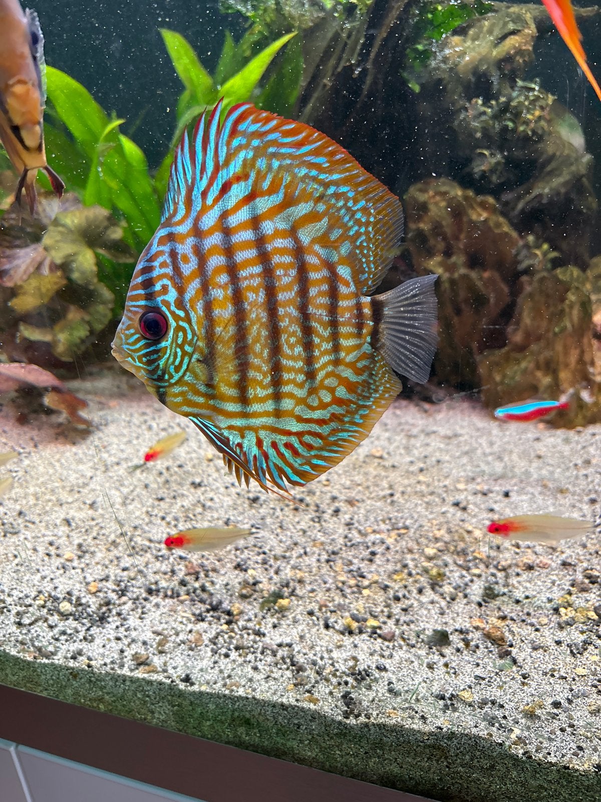 Discus vis terquase