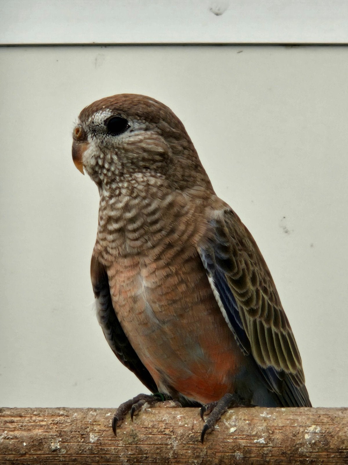 jonge bourks, Vrouwelijk, Parkiet, Geringd