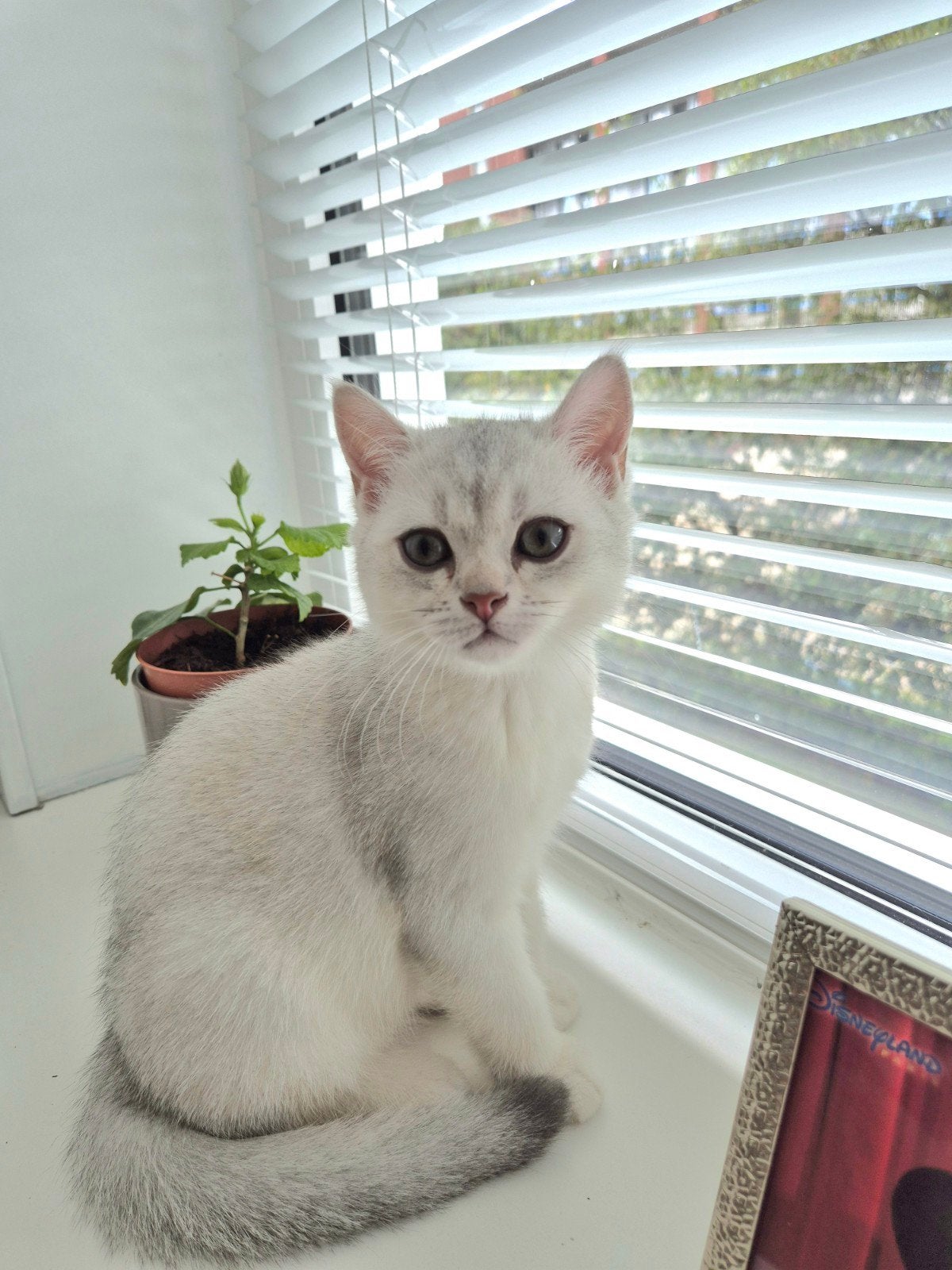 Prachtige Brits Korthaar kittens met stamboom., Dieren en Toebehoren, Katten en Kittens | Raskatten | Korthaar, Meerdere dieren