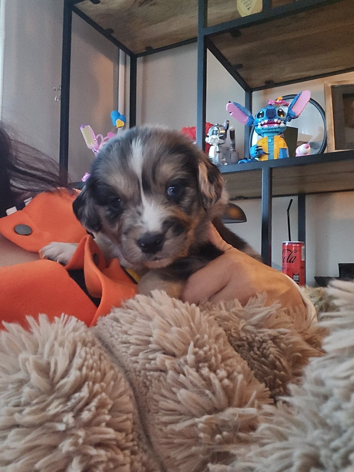 Prachtige australian shepherd x golden retriever pups, Dieren en Toebehoren, Honden | Herdershonden en Veedrijvers, 8 tot 15 weken
