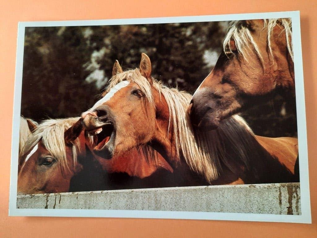 ansichtkaart kaart paard veulen, Verzamelen, Ophalen, 1980 tot heden, Ongelopen, Paard