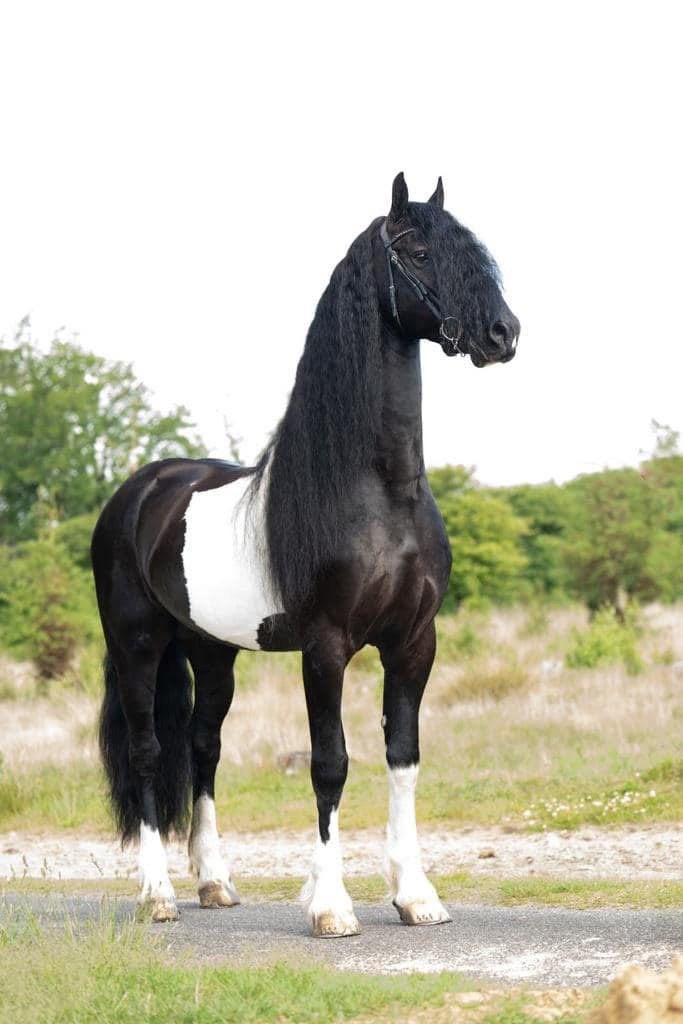 Gezocht: mooie barock pinto hengstveulen, Dieren en Toebehoren, Met stamboom, Niet van toepassing, 0 tot 2 jaar, Hengst