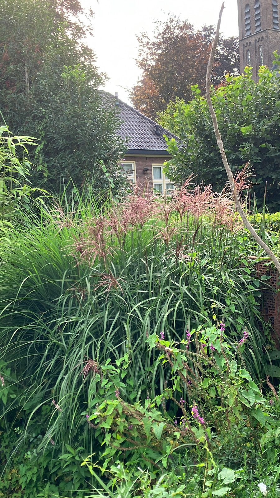 Miscanthus sininsis, Overige soorten, 100 tot 250 cm, Zomer, Ophalen