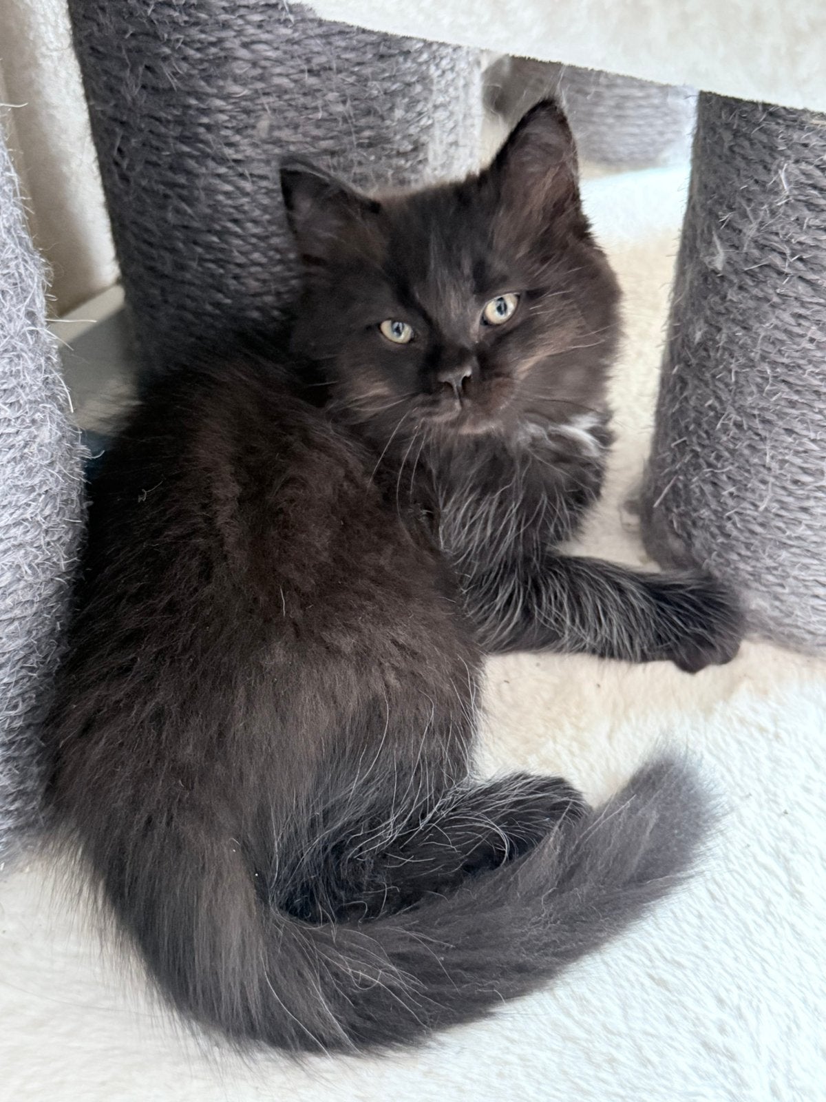 Nog 1 lieve Ragdoll mag verhuizen, Meerdere dieren, Gechipt, 0 tot 2 jaar