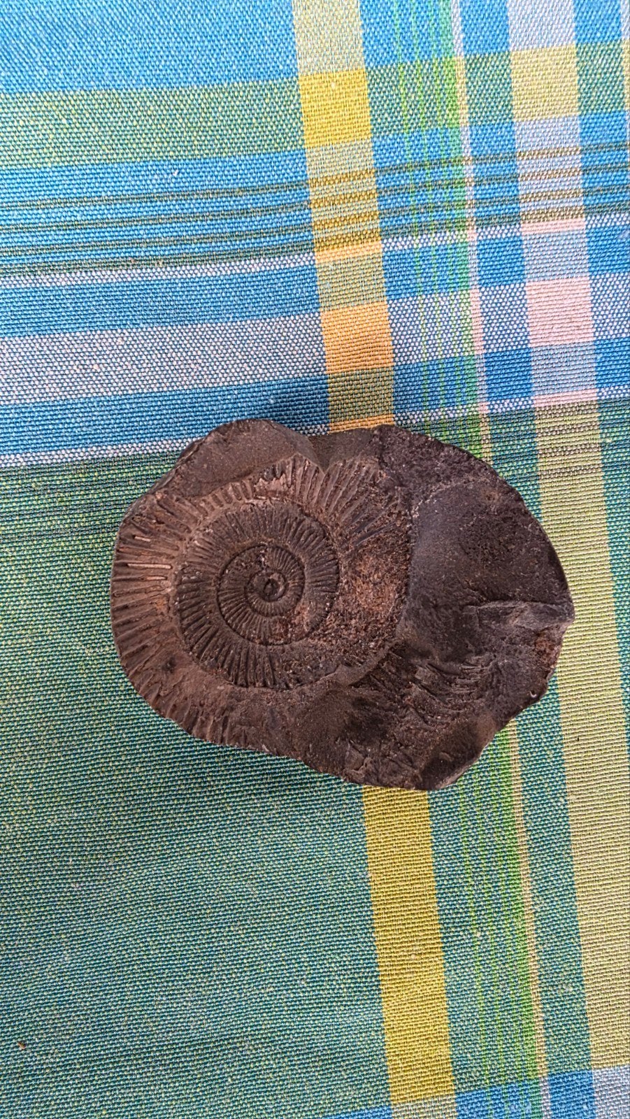 Dactylioceras Ammoniet Fossiel - 165 Miljoen Jaar Oud, Ophalen of Verzenden, Fossiel