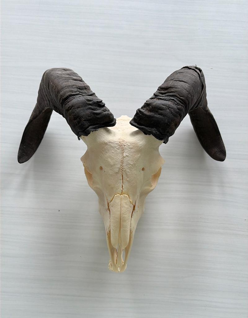 Schedel ram / moeflon, Ophalen of Verzenden, Schedel