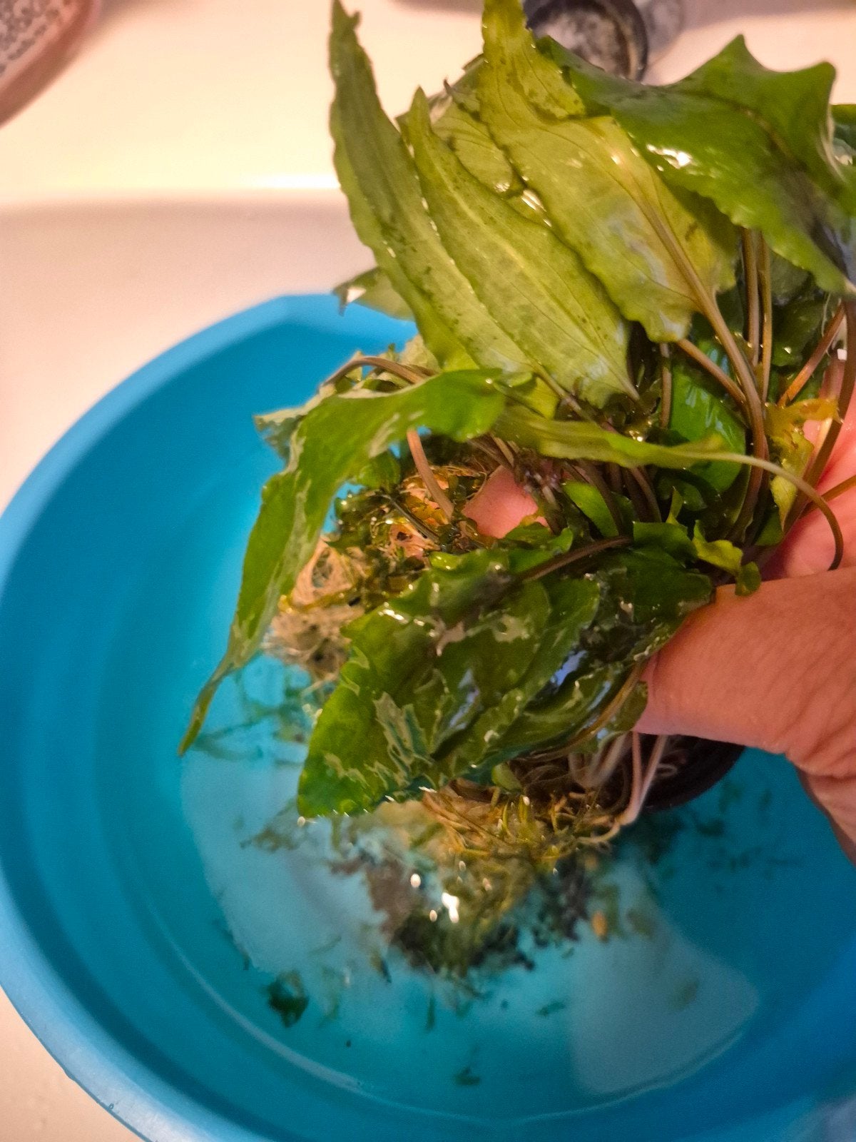 aquarium leftovers, Hobby en Vrije tijd, Ophalen