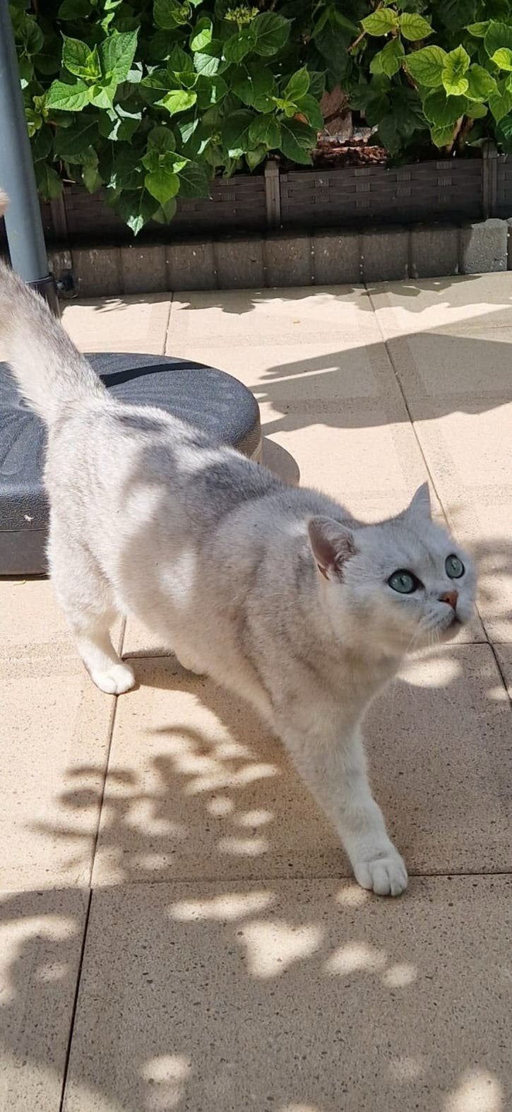 Britse korthaar te koop, Kater