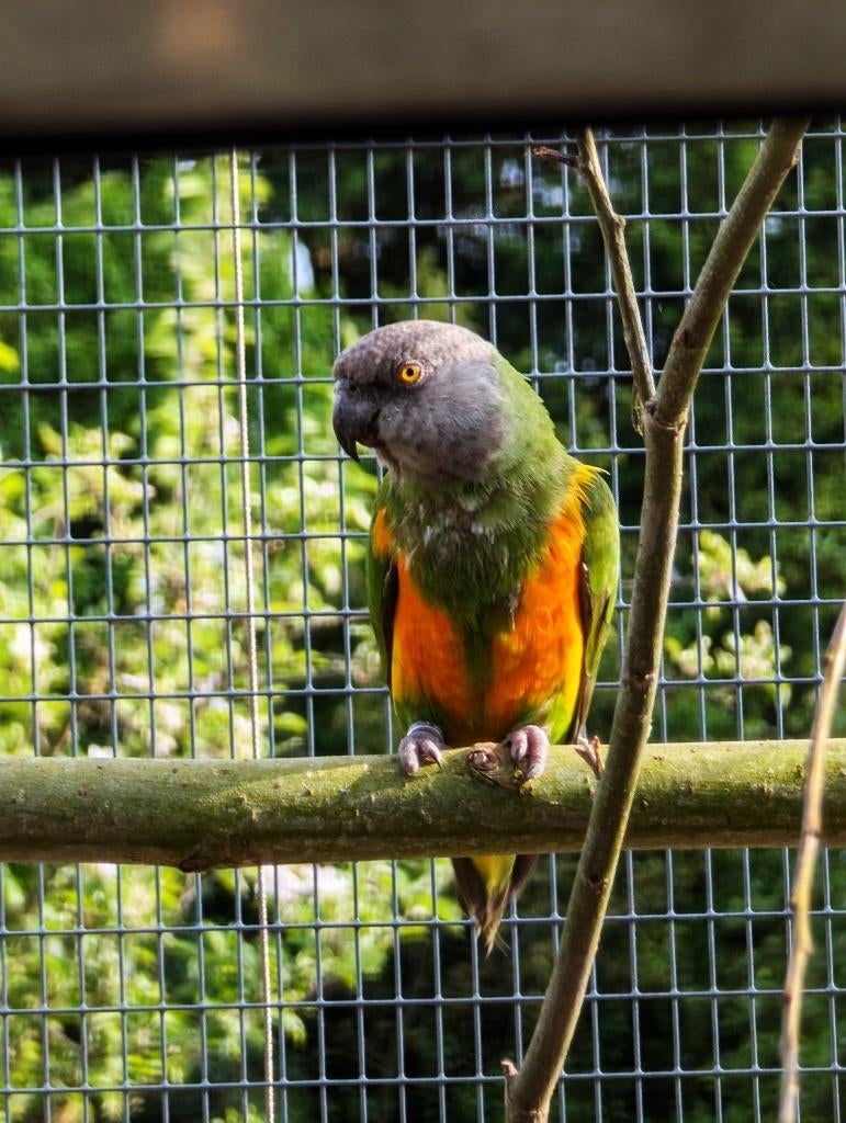 suche senegalus pop, Dieren en Toebehoren, Meerdere dieren, Papegaai, Geringd
