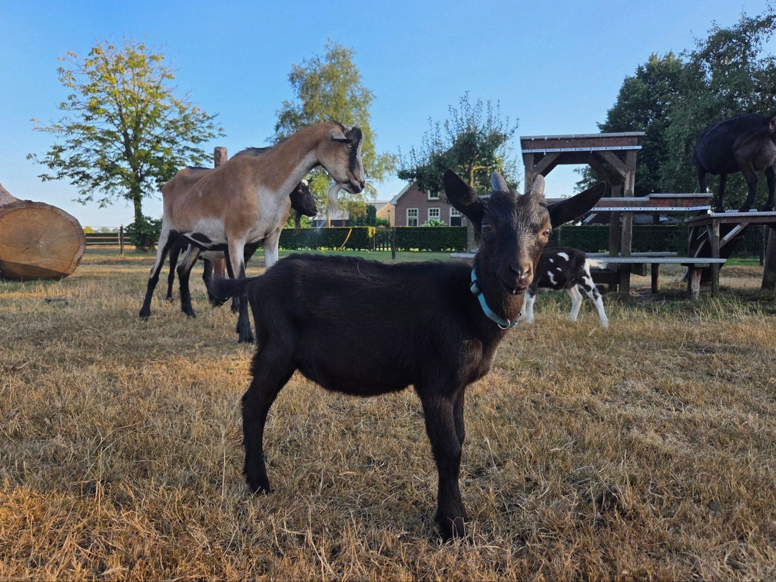 Leuk (gecastreerd) bokje van juni, Dieren en Toebehoren, Mannelijk, Geit, 0 tot 2 jaar